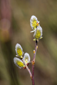 Willow catkins