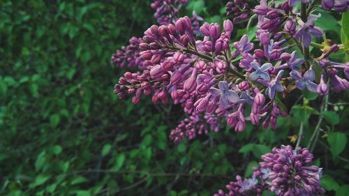 Close-up of purple lilacs blooming outdoors