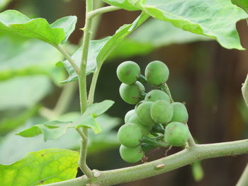 Close-up of plant