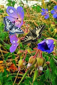 Close-up of butterfly perching on flower