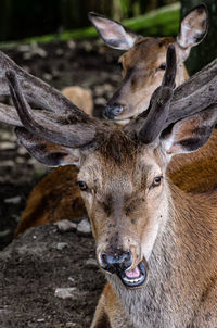 Close-up of deer