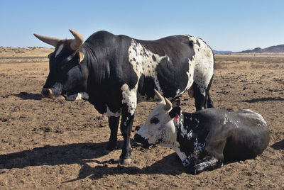 View of cows on field