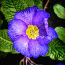 Close-up of purple flower