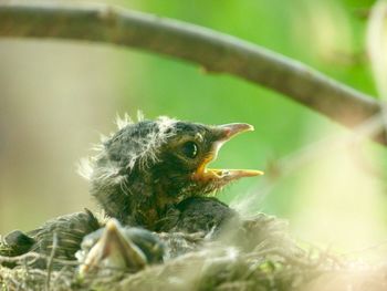 Close-up of young bird on nest