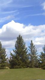 Trees in forest against sky