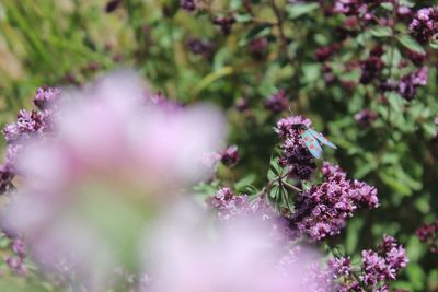 Close-up of butterfly on flower