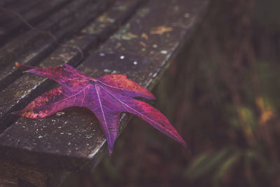 Close-up of dry maple leaves