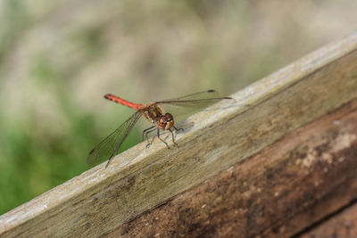 Close-up of insect on wood