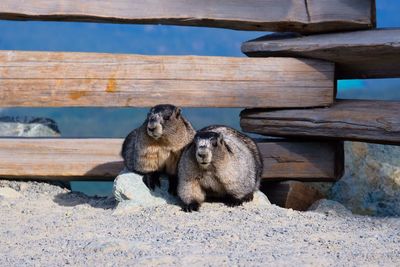 View of monkey sitting on wood