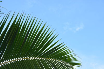 Low angle view of palm tree leaves against sky