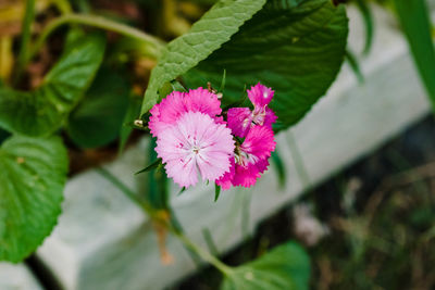 Last of the sweet william blossoms in the front garden
