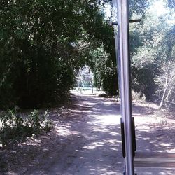 Trees along road