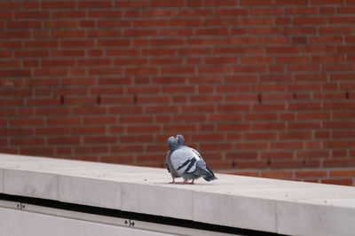 Pigeons kissing on retaining wall