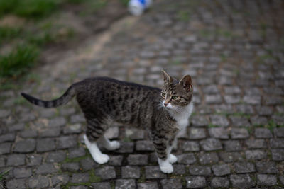 Portrait of tabby cat on footpath