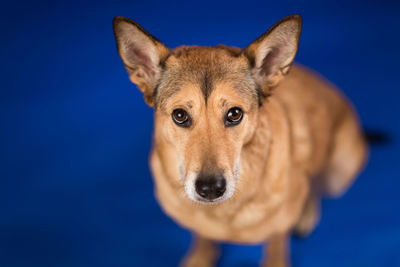 Close-up portrait of dog against blue background