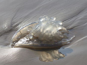 Close-up of dead jellyfish on sandy beach