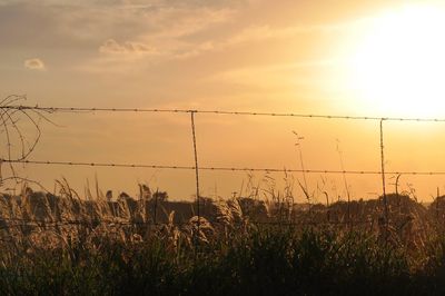 Field behind metallic fence at sunset