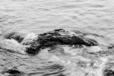 High angle view of turtle swimming in sea