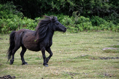 Side view of a shetland pony on field