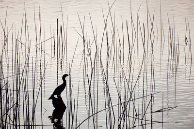 Side view of silhouette man on field against lake