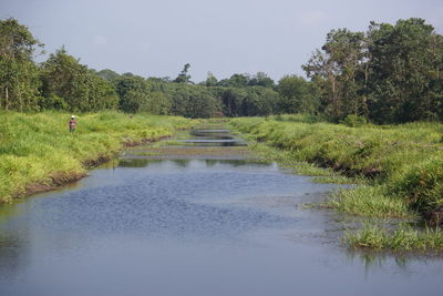 Scenic view of swamp by trees against sky