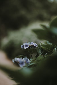 Close-up of purple flowering plant