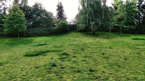 Trees on field against sky