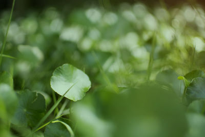 Close-up of green leaves on field