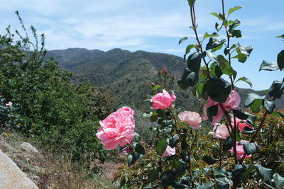 Flowers blooming by tree against sky