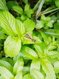 Close-up of insect on plant