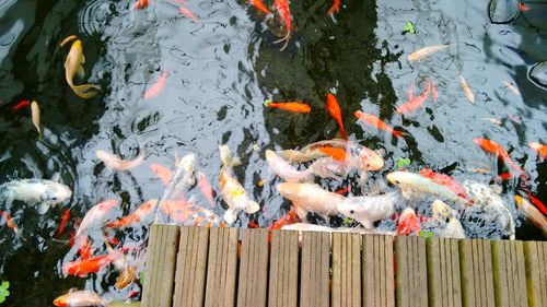 High angle view of koi carps swimming in water