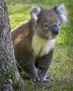 Close-up of koala sitting beside tree trunk