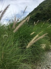 Close-up of grass on field against sky