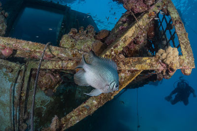 Fish swimming in sea