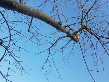Low angle view of bare tree against clear blue sky