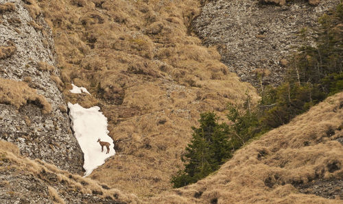 High angle view of cow on mountain
