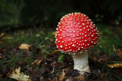 Close-up of fly agaric mushroom on field