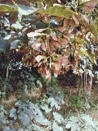 Leaves on tree