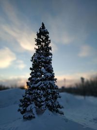 Pine tree on snow covered land against sky during sunset