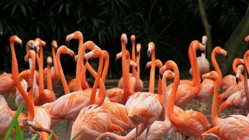 Close-up of birds