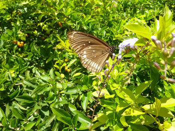 Butterfly on leaf