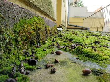 Close-up of plants growing by wall in yard