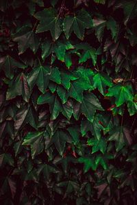 Full frame shot of leaves on field