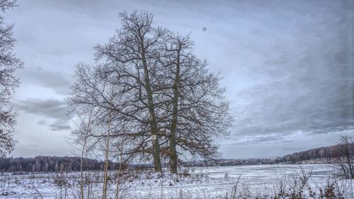 Bare trees on field against cloudy sky