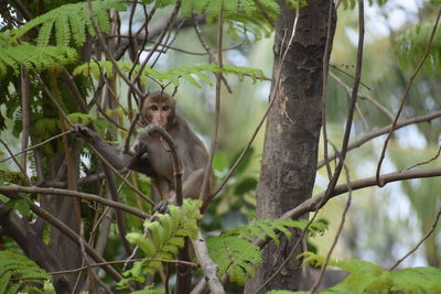 Monkey sitting in a forest