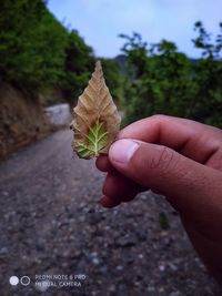 Close-up of hand holding plant