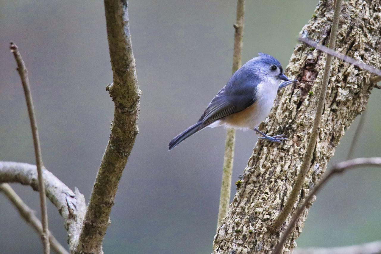 LOW ANGLE VIEW OF BIRD PERCHING ON TREE