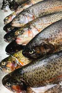 Close-up of fish for sale in market