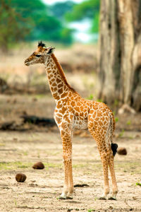 Giraffe in the wild, east africa