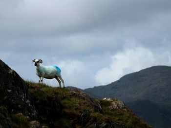 Side view of goat standing on mountain against cloudy sky